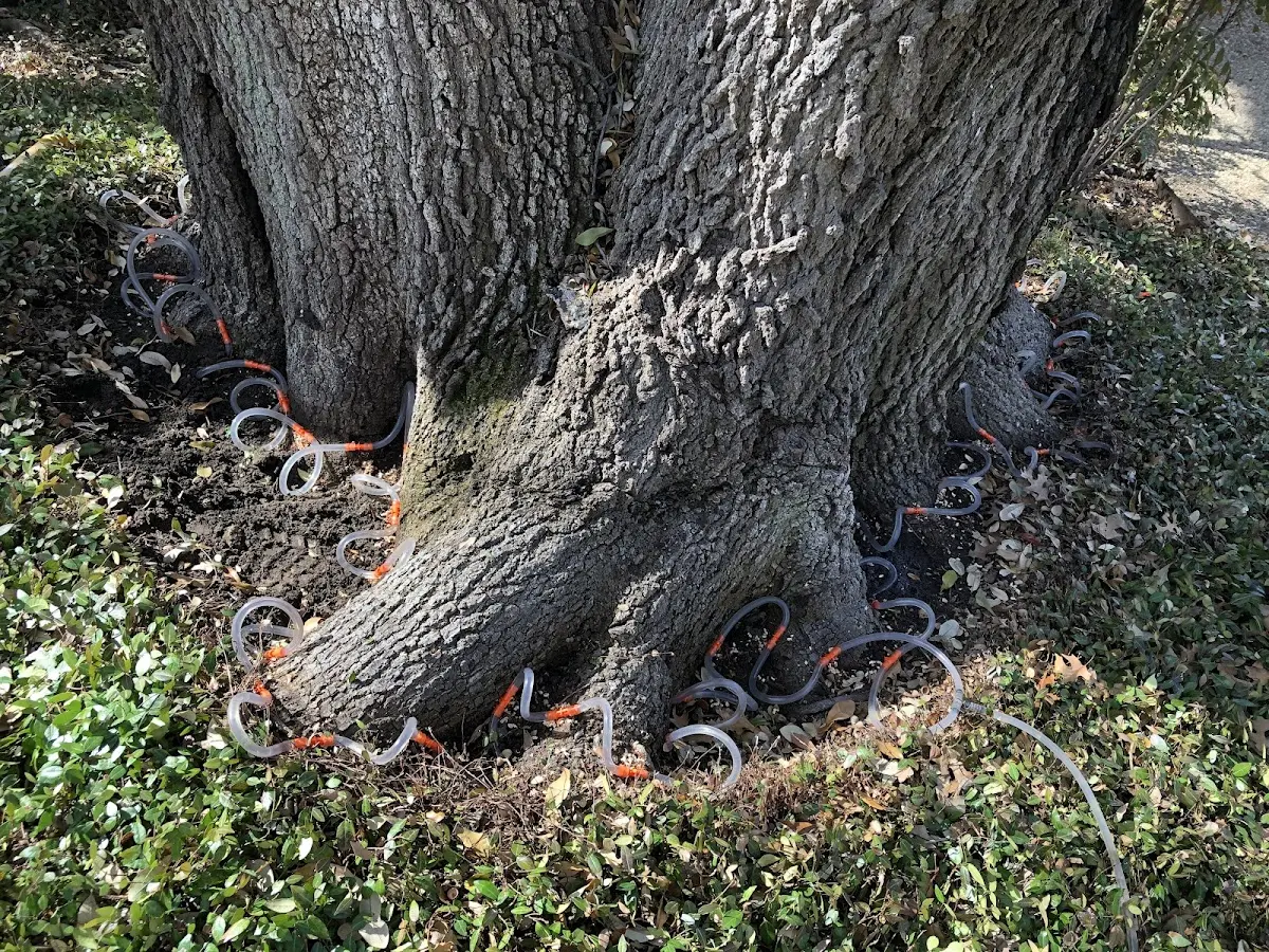 Detailed Shrub and Hedge Trimming job site in The Villages