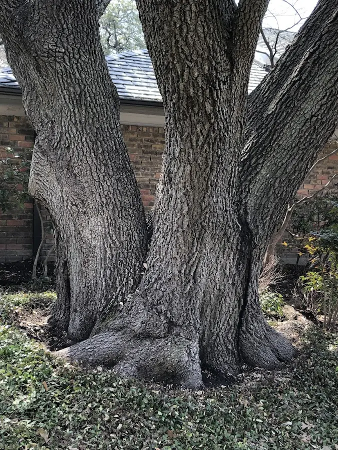 Mature heritage tree close to a The Villages property cared for by certified arborists